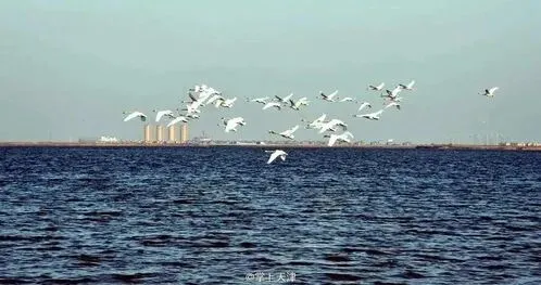 天津市旅游规划或将公布!静海区或成爆发点,武清区将有望成最大赢家!