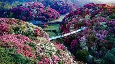 毕节民宿避坑指南:百里杜鹃景区周边住宿平台深度测评