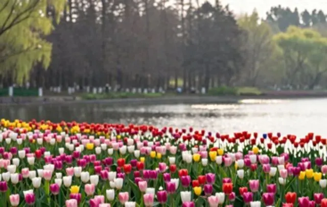 明天开幕!长春净月潭景区花展逛吃全攻略,看完直接冲