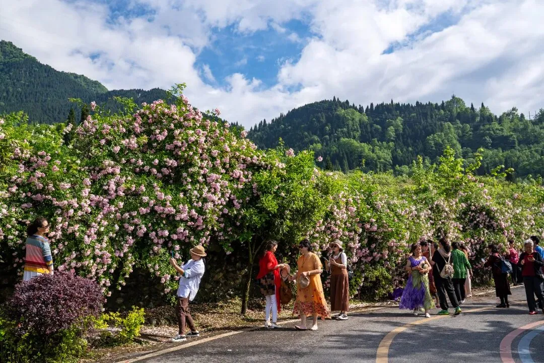 最全旅游攻略!成都1h直达的「五一快乐老家」:稻田蹦迪、穿越宋朝、免费寻宝……谁来谁香!