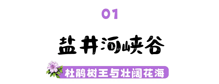广元杜鹃花海大环线旅游攻略