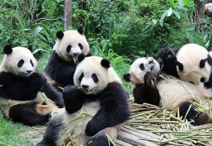 成都旅游全攻略