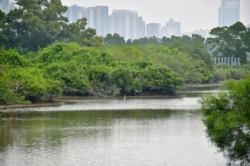 来深圳必去打卡的公园:深圳湾公园游玩攻略