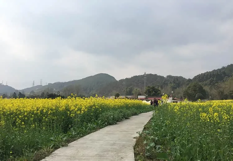 成德同城乡村振兴规划,都市近郊乡村旅游升温