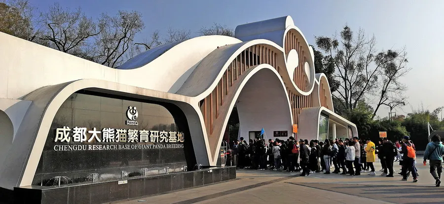 收藏!成都旅游保姆级指南,熊猫基地+宽窄巷子,解锁巴蜀烟火气