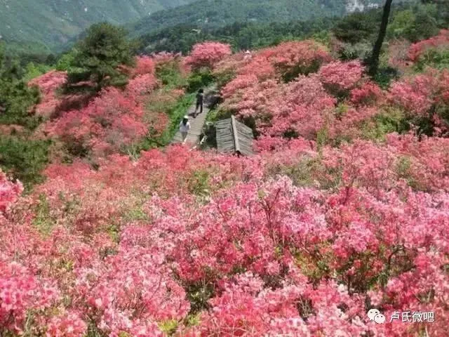 卢氏漂池乡村旅游攻略(2026 最新)