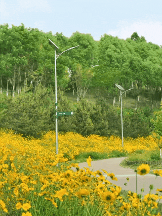 【邻家邻—旅游攻略】一路繁花,满屏鎏金!周末来通州骑游赏花,松弛感拉满~
