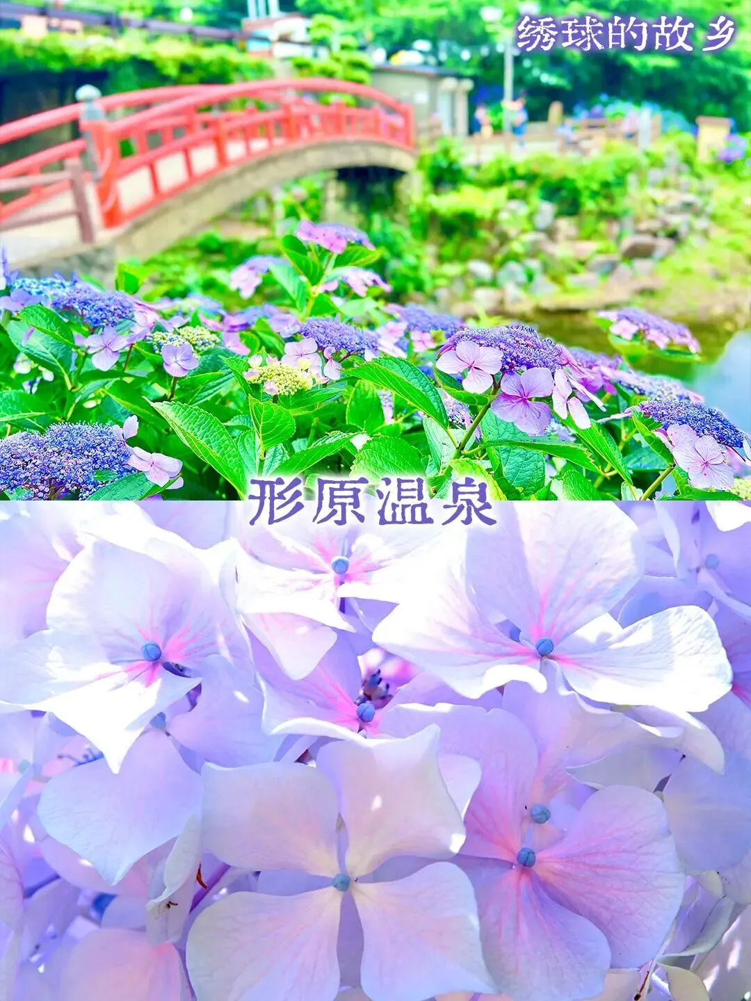NO.1565日本旅游攻略:中部地区6月爱知的4处绣球赏花地