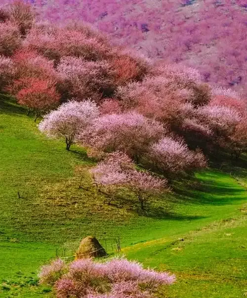 适合6月赏花的8个绝美旅行地,不用做攻略,随手选就能出发