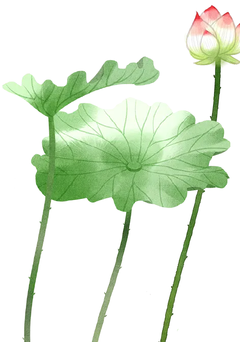 泰安咀阳荷花节怎么耍?游玩攻略来啦→