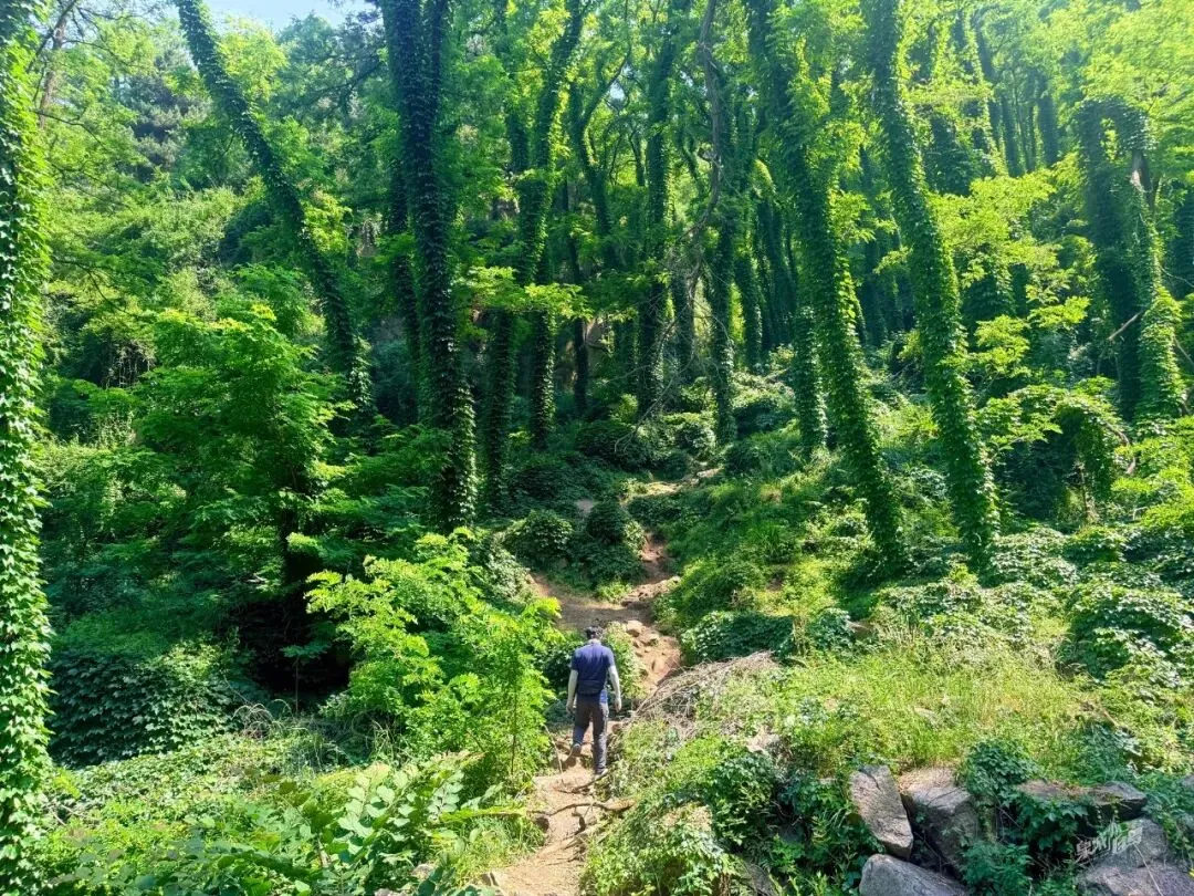 济南周边小众封神游玩地!东御道夏日限定绿野仙踪保姆级游玩攻略