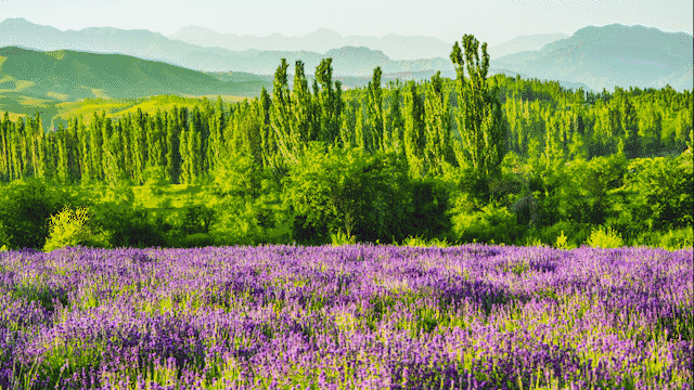 旅游攻略 | 新疆伊犁6-7月限定玩法,万亩薰衣草,藏着比普罗旺斯更震撼的花海!