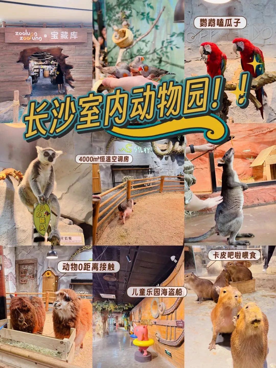 中国旅行攻略|长沙版“神奇动物园”!4000㎡室内动物园能摸能喂卡皮巴拉太治愈了