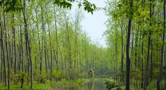 合肥旅游攻略|这座被低估的慢生活之城,藏着最治愈的人间烟
