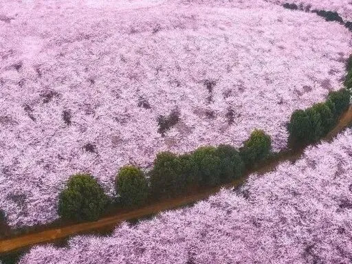 平坝深度旅游攻略|藏在黔中的花海、大明古镇与田园秘境