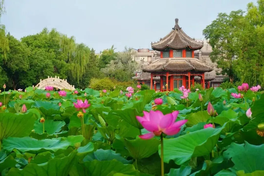 【莲池文旅资讯】2026端午莲池游玩攻略,一站式解锁古城意趣!
