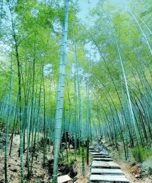 7月特别适合女生独自旅行的治愈小城,无需攻略,立刻出发!