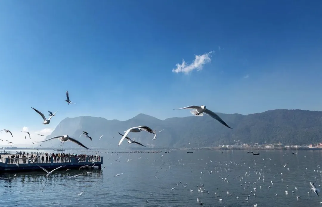 22℃春城不辜负|昆明一站式旅游攻略:景点 + 美食 + 交通 + 行程,看完就出发