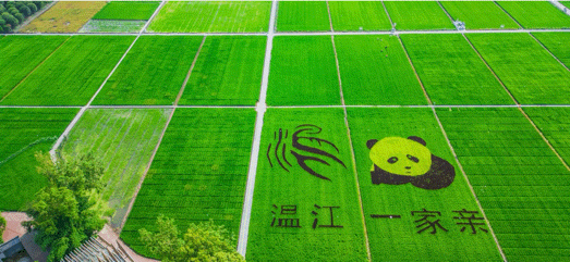 藏不住了!温江夏日微度假旅游线路新鲜出炉~
