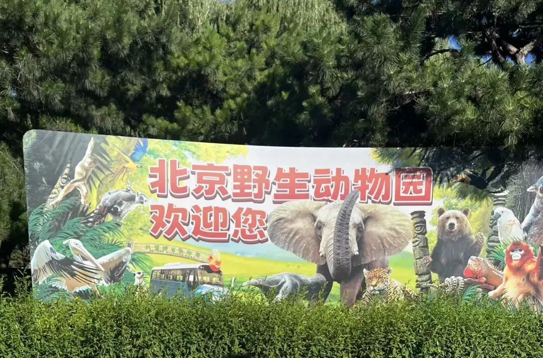 最实用的北京野生动物园带娃旅游攻略