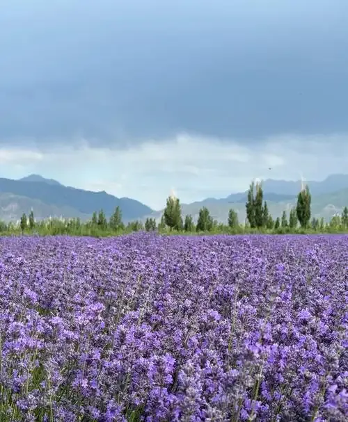 适合7月赏花的8处绝美旅行地,不用做攻略,随手选即可出发