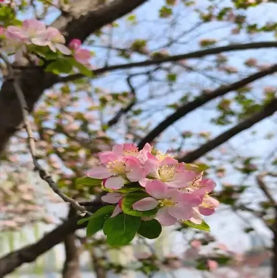 莫愁湖旅游指南