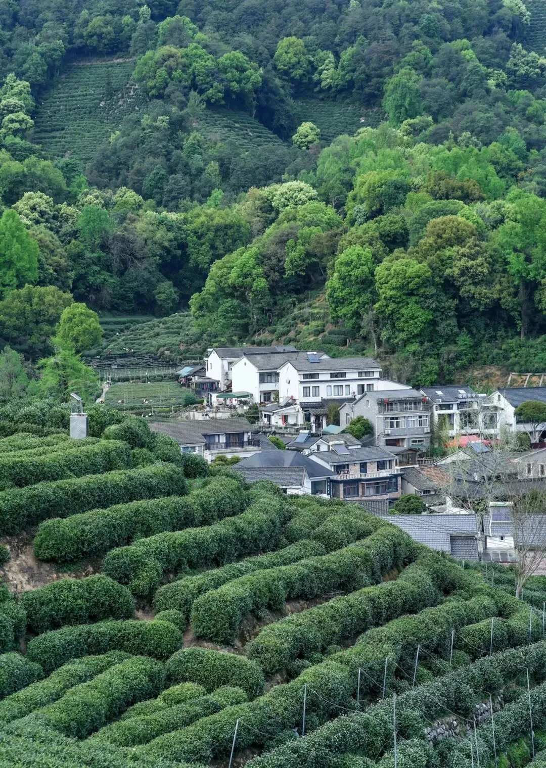 龙井村一日轻旅行·茶乡慢行攻略