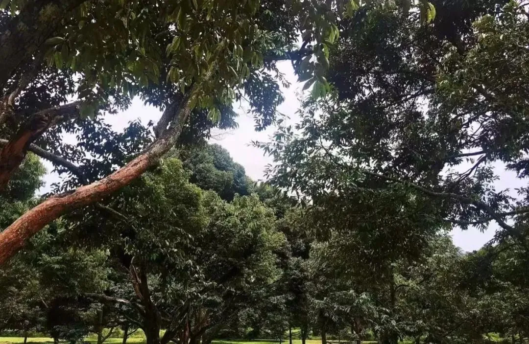 榴莲旅行攻略:到产地探寻最美味的榴莲