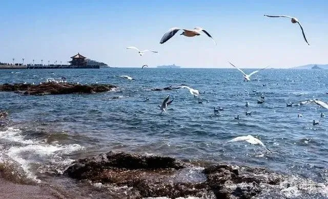 青岛旅游攻略,超详细,建议收藏!以夏天的名义去看海吧!