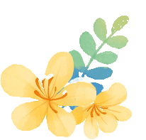 【厦门旅游】厦门湖里「硫华菊」盛开!攻略来啦!