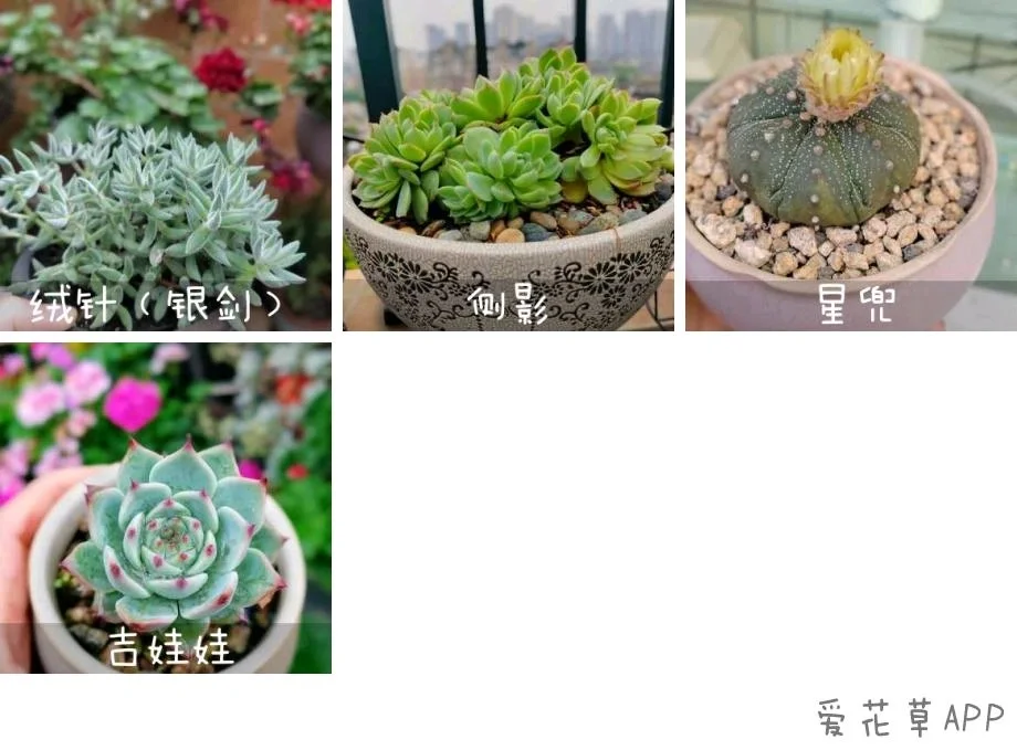 请告诉我这款记录植物生长APP有空间限制么