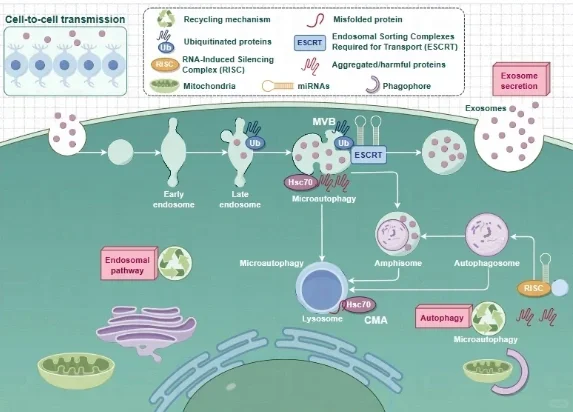 强烈推荐figdraw绘图软件！！