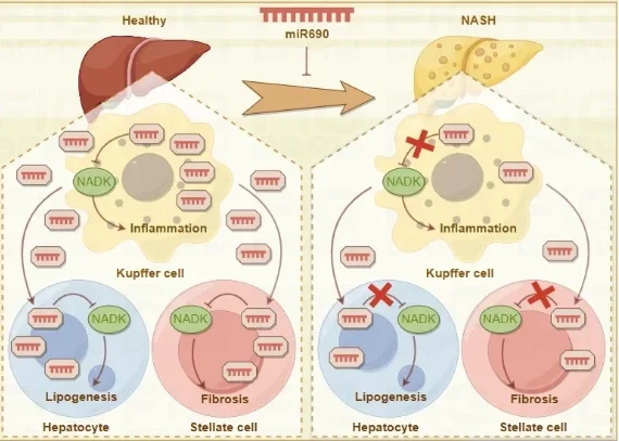 强烈推荐figdraw绘图软件！！