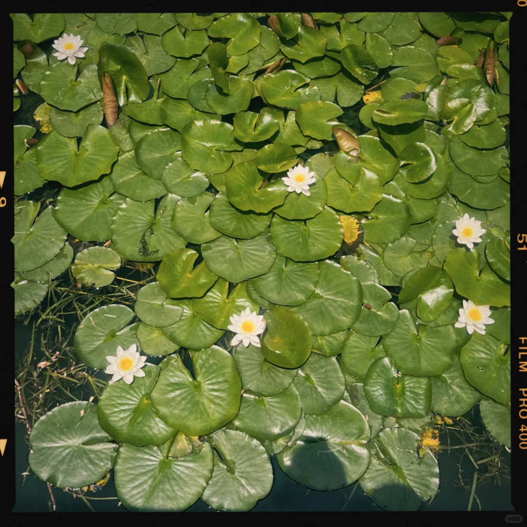 我发现了胶片感手机APP