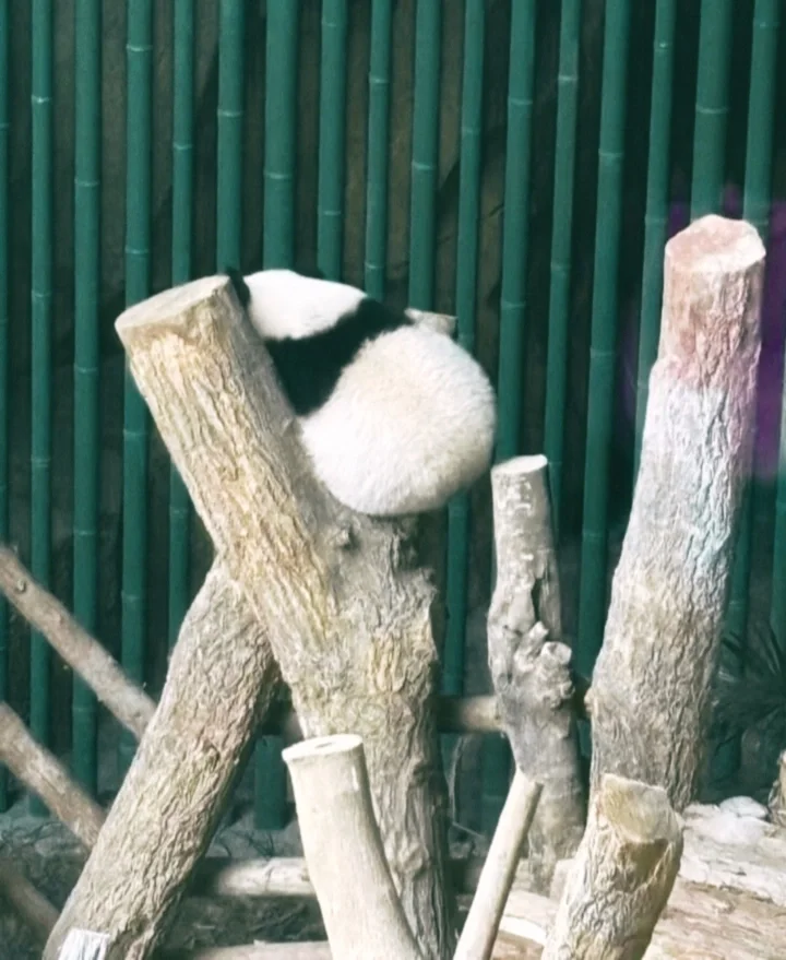 这是我见过最最最像胶片相机的app！！