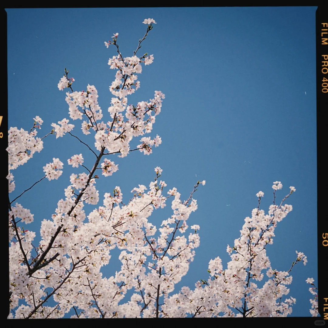 我发现了胶片感手机APP