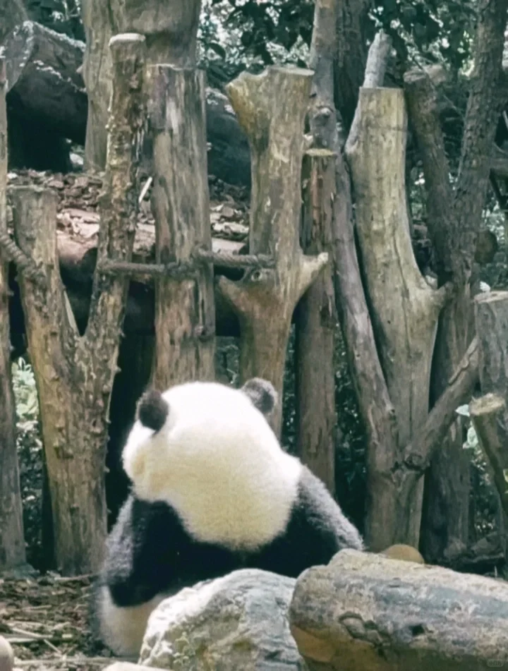 这是我见过最最最像胶片相机的app！！