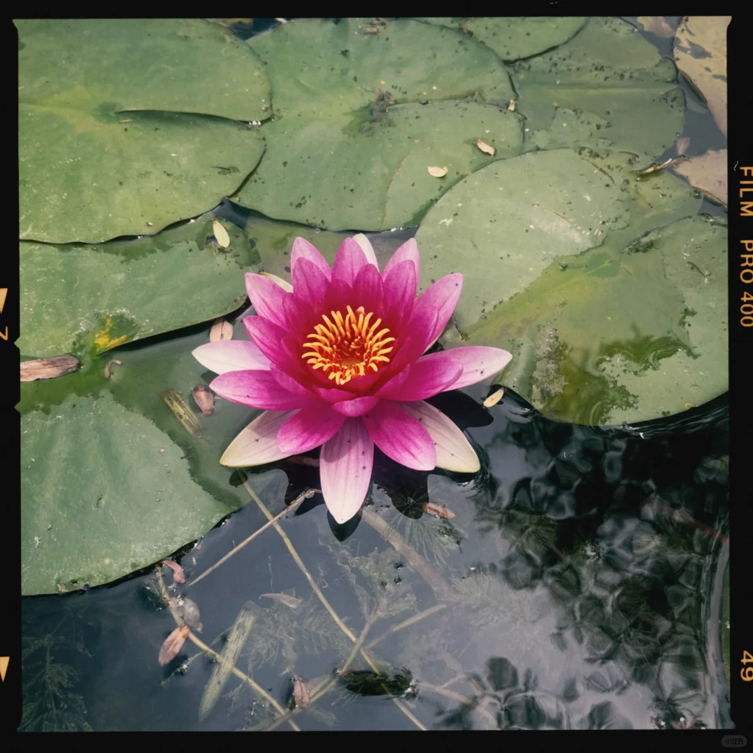 我发现了胶片感手机APP