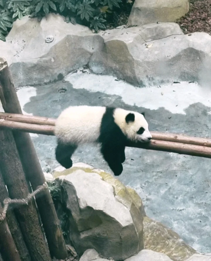 这是我见过最最最像胶片相机的app！！