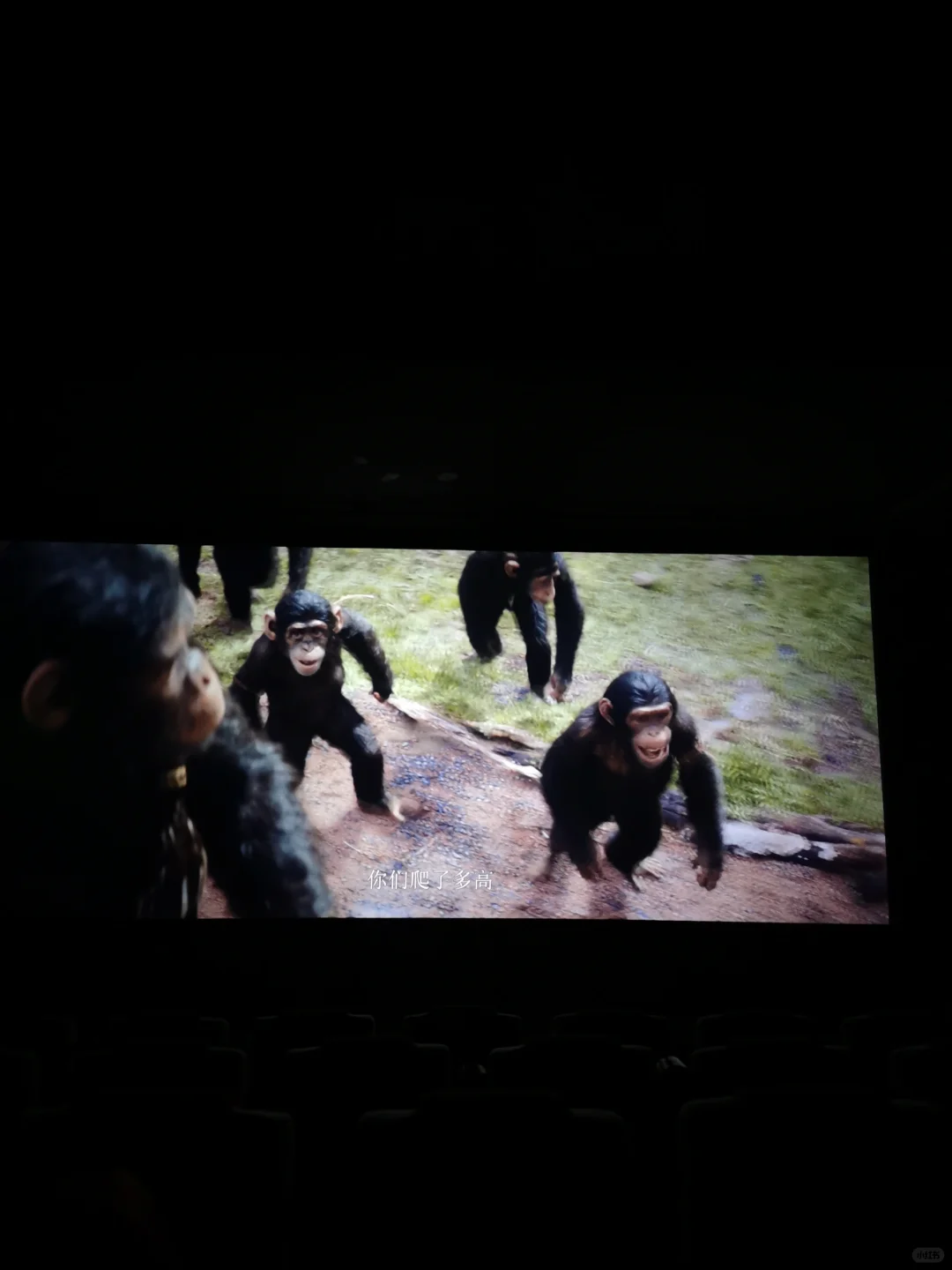 猩球崛起电影还没有香蕉好吃