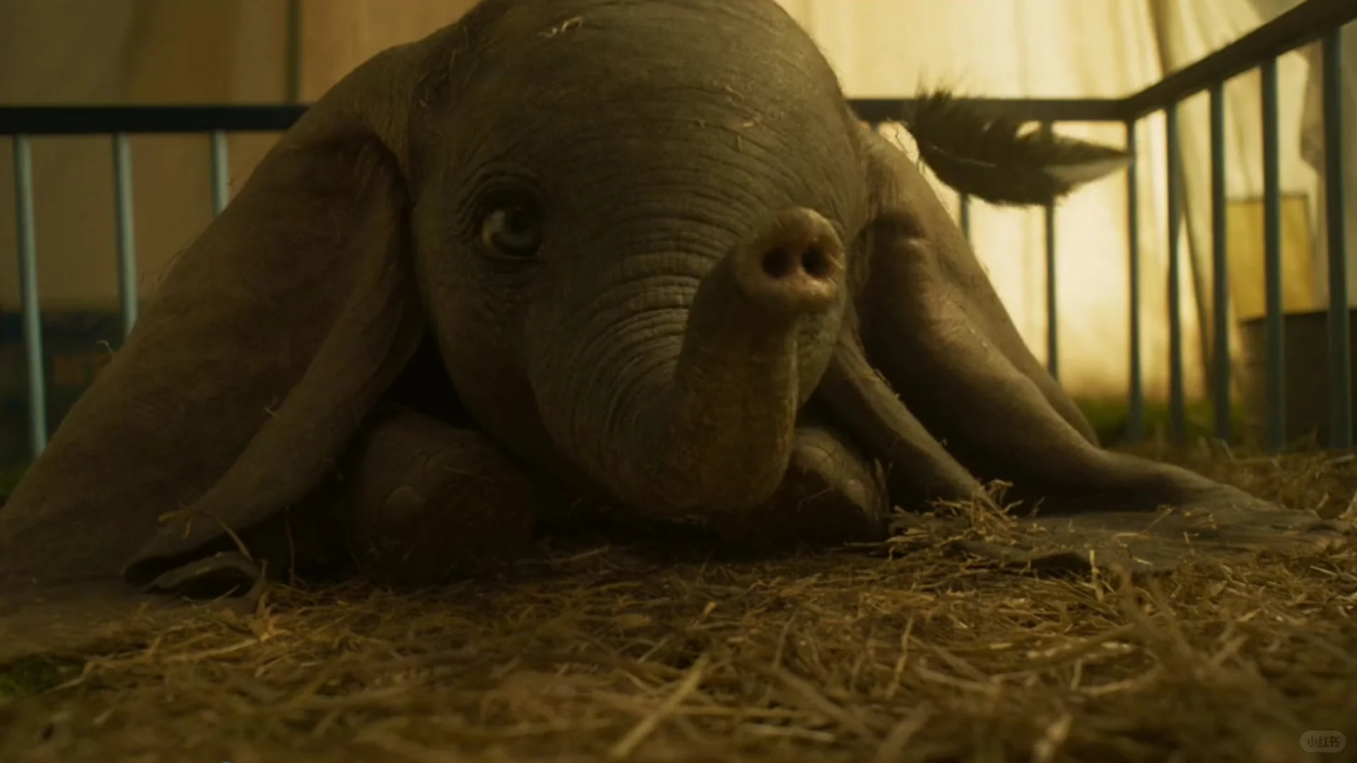 每周一部经典电影——《小飞象》