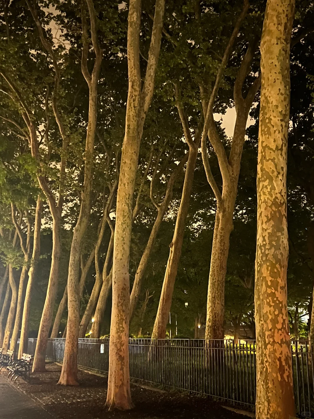 纽约周末：在自然历史博物馆看民族志电影