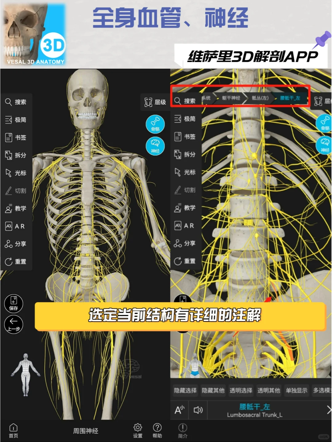 求求都用这款解剖软件去学习！
