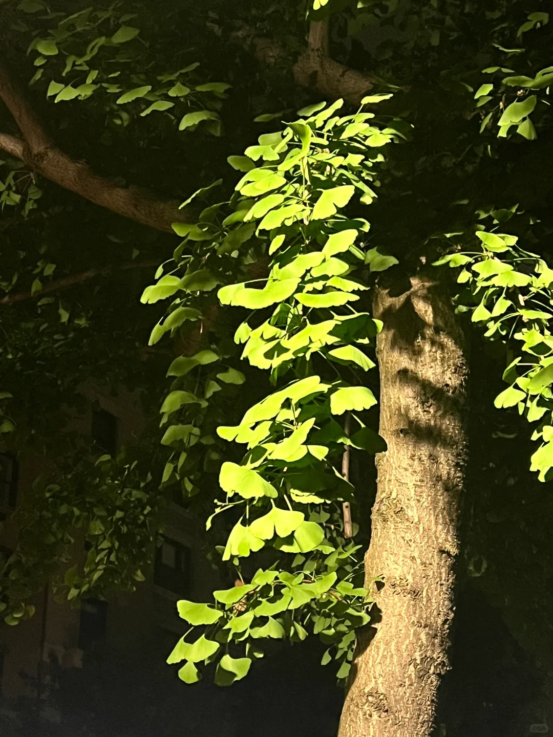 纽约周末：在自然历史博物馆看民族志电影