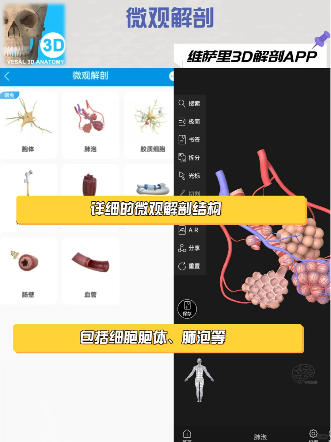 求求都用这款解剖软件去学习！