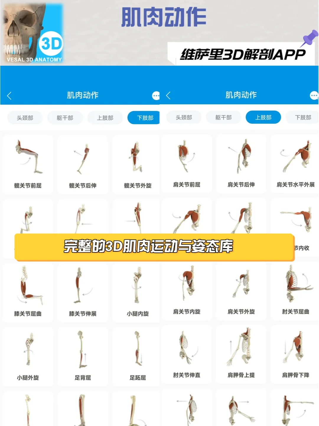 求求都用这款解剖软件去学习！