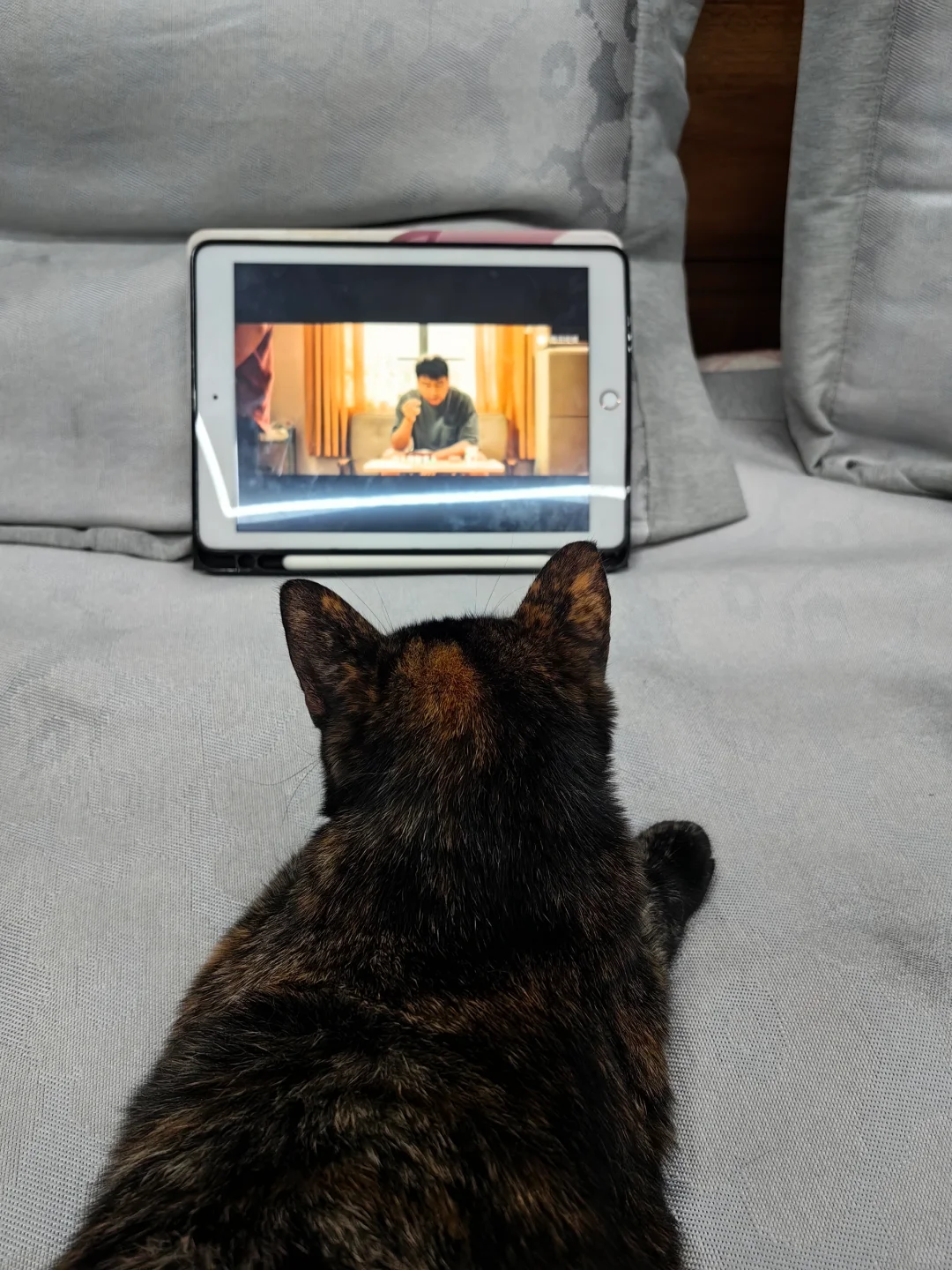 邀请阿猫看电影