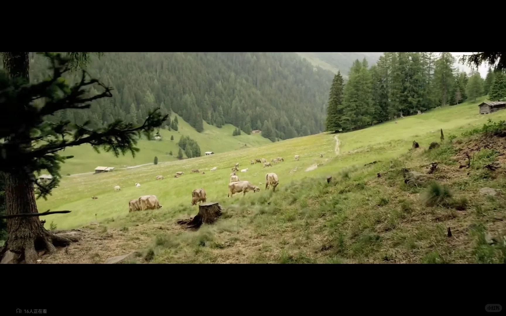 我爱的洗衣服时间，刷电影《年轻气盛》