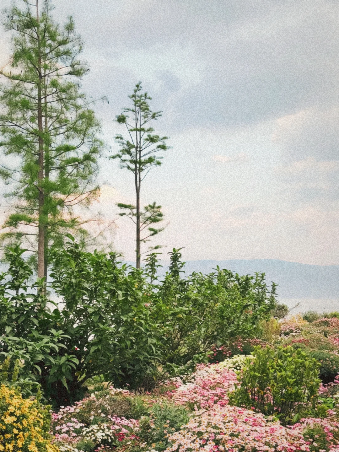 谁懂啊！我终于找到了最最像胶片机的app