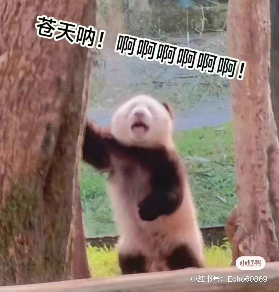 避雷金太阳阅卷软件